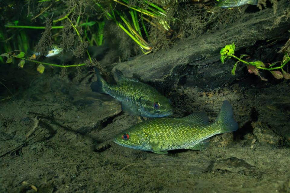 FWC Temporarily Bans Suwannee Bass Harvest in Wakulla River